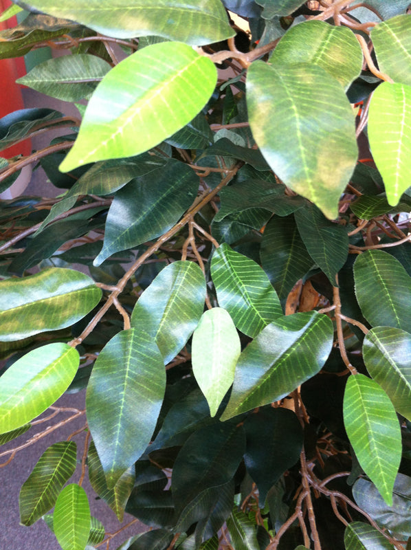 Ficus Tree - Close-up Leaves