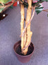 Ficus Tree - Close-up Trunk