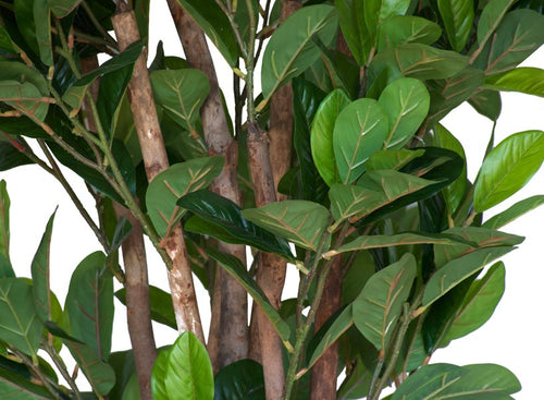 Close-up of Magnolia Leaves