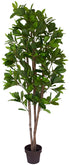 Magnolia Evergreen Tree www.decorflowers.co.nz