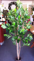 Magnolia Evergreen - Teased Out