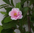 Tree - Camellia with pink flowers