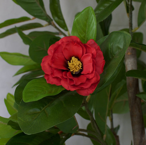 Tree - Camellia with red flowers