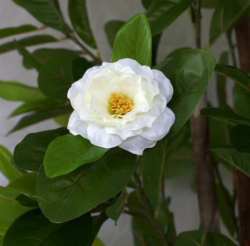 Tree - Camellia with white flowers