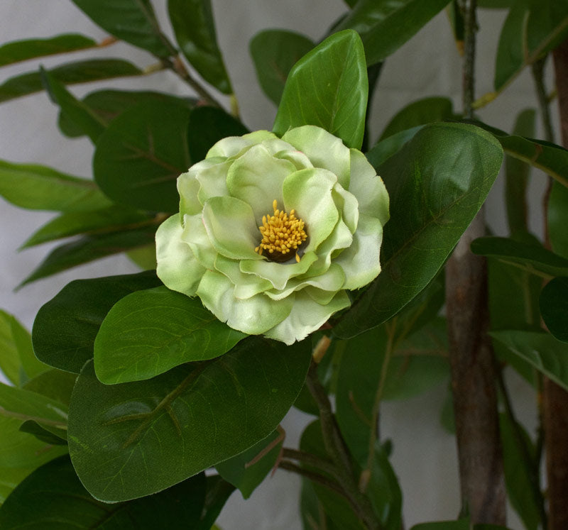 Tree - Camellia with Green flowers