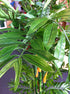 Tree - Bamboo Phoenix Close-up
