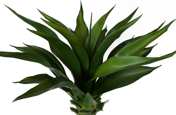 Yucca Agave Plant ✰✰✰ SPECIAL ✰✰✰