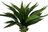 Yucca Agave Plant ✰✰✰ SHOWROOM SPECIAL  ✰✰✰
