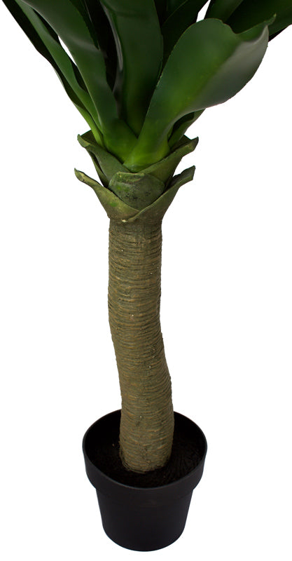 Yucca Agave Plant ✰✰✰ SPECIAL ✰✰✰