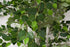Silver Birch Tree 176cm
