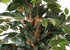 Tree - Ficus 125cm ✰✰✰ SPECIAL ✰✰✰