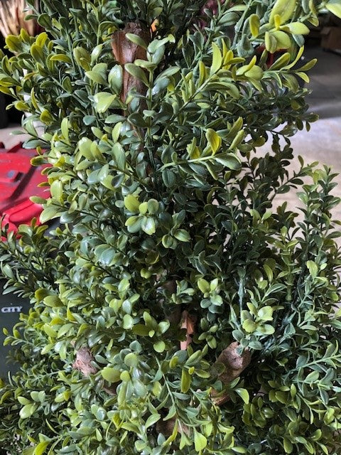 Buxus Topiary - 123cm