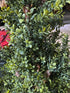 Buxus Topiary - 150cm