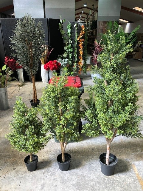 Buxus Topiary - 150cm  ✰✰✰ SHOWROOM SPECIAL ✰✰✰