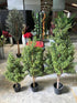 Buxus Topiary - 150cm  ✰✰✰ SPECIAL ✰✰✰