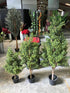 Buxus Topiary - 123cm