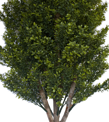 Buxus Topiary - 150cm