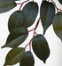 Tree - Capensia Green 170cm