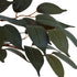 Tree - Capensia Green 170cm