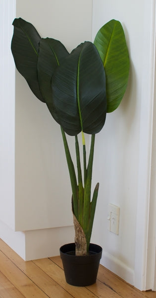 Banana Palm Plant 100/110cm ✰✰✰ SPECIAL ✰✰✰