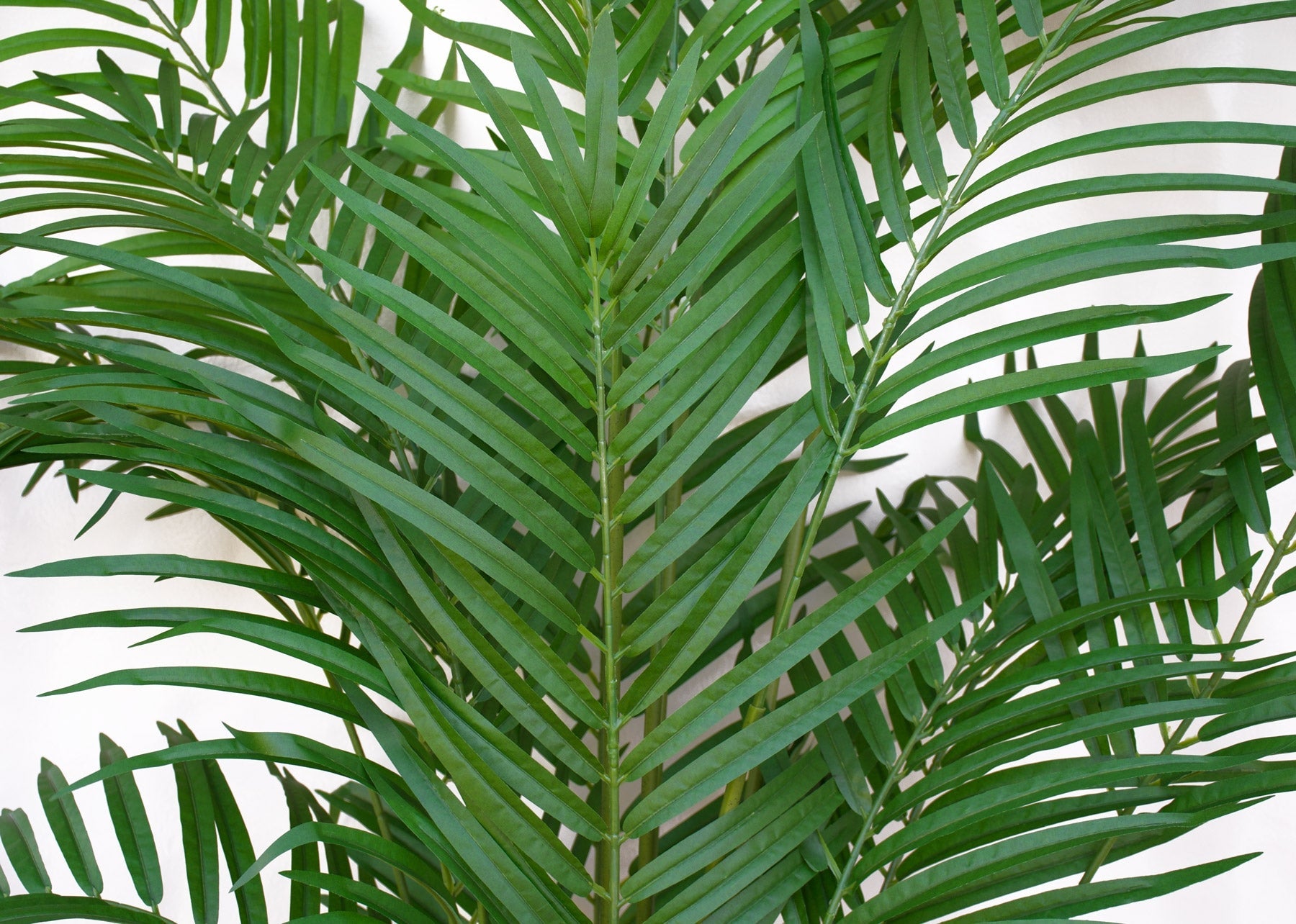 Tree - Pearl Palm - 170/210cm