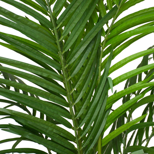 Pearl Palm - 160cm