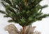 NZ Slim Line Spruce Christmas Tree