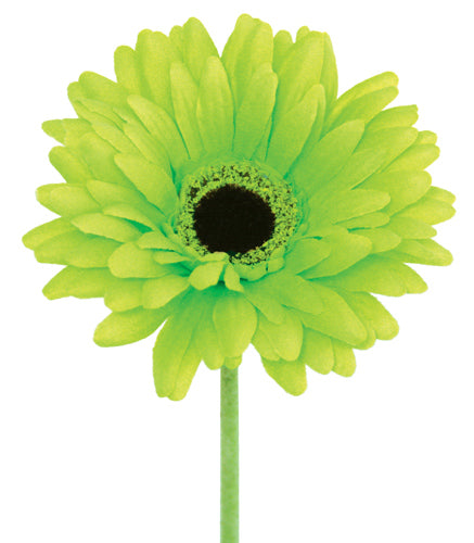 Gerbera - Green - Lime  - Box Lot Deal (24)