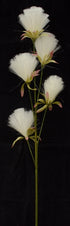 Bottle Brush Dandelion - Cream White