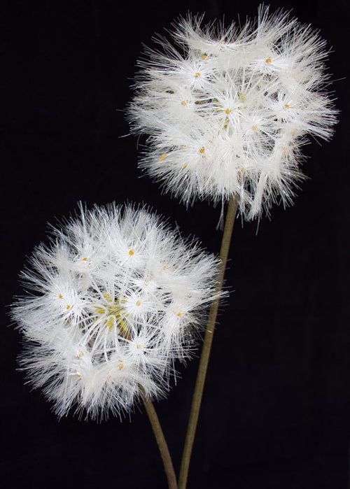 Dandelion Flower - Artificial - Box Lot Deal (6)