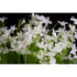 Forget Me Not Bush