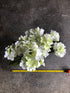 Hydrangea Bush - Cream with Green ✰✰✰ HALF PRICE SPECIAL ✰✰✰