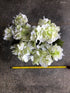 Hydrangea Bush - Cream with Green ✰✰✰ HALF PRICE SPECIAL ✰✰✰