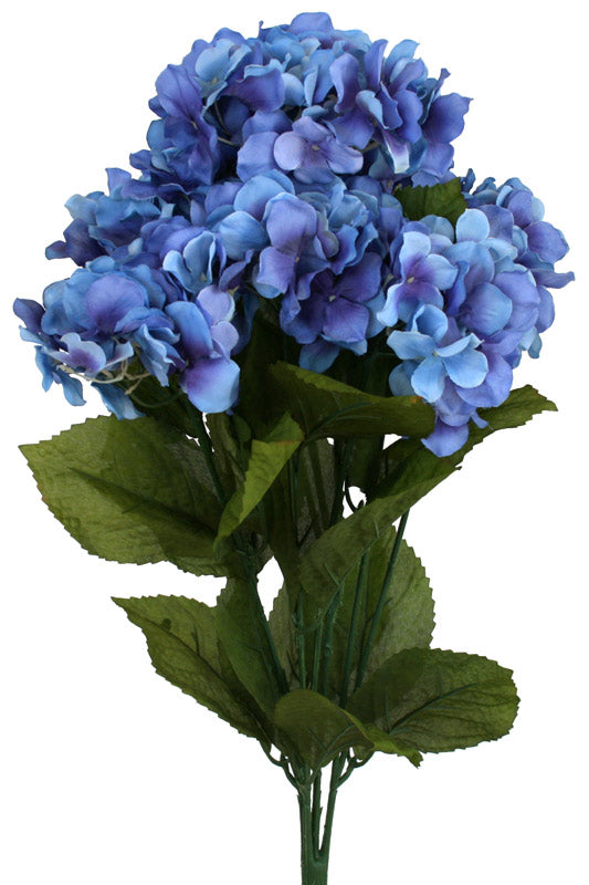Hydrangea Bush - Royal Blue ✰✰✰ HALF PRICE SPECIAL ✰✰✰