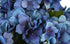 Hydrangea Bunch - Royal Blue ✰✰✰ HALF PRICE SPECIAL ✰✰✰