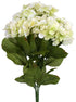 Hydrangea Bush - Cream with Green ✰✰✰ HALF PRICE SPECIAL ✰✰✰