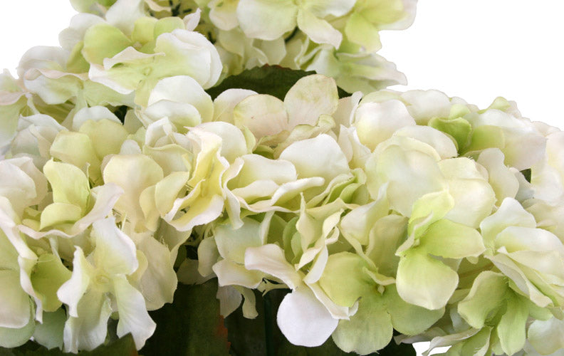 Hydrangea Bush - Cream with Green ✰✰✰ HALF PRICE SPECIAL ✰✰✰