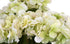 Hydrangea Bush - Cream  ✰✰✰ HALF PRICE SPECIAL ✰✰✰