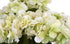 Hydrangea Bush - Cream with Green ✰✰✰ HALF PRICE SPECIAL ✰✰✰