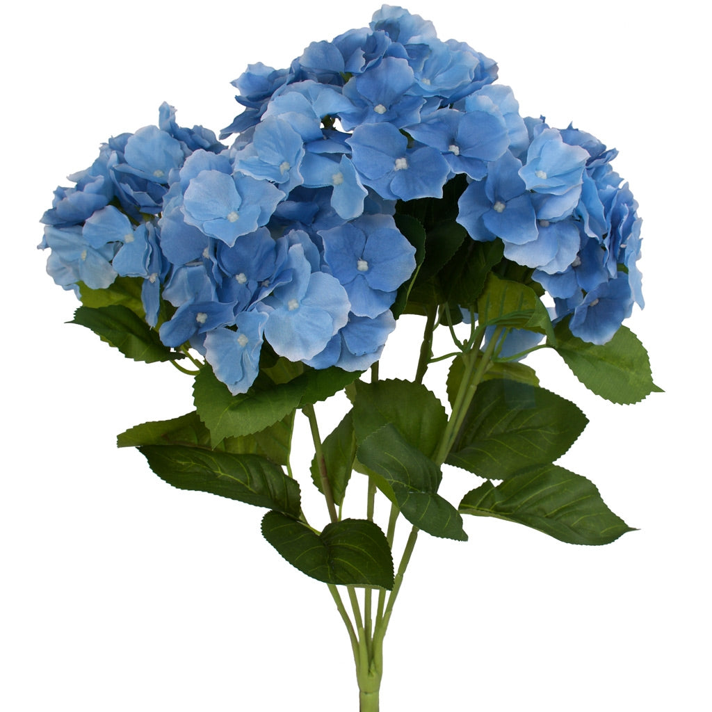 Hydrangea Bunch - Cambridge variety - Sky Blue