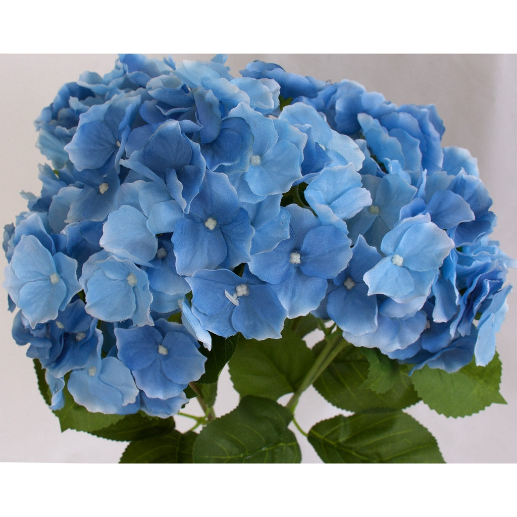 Hydrangea Bunch - Cambridge variety - Sky Blue