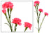 Carnation Spray - Pink