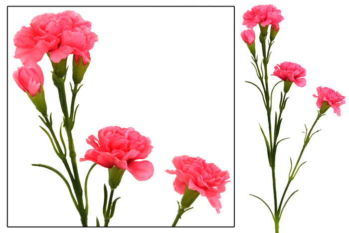 Carnation Spray - Pink Box Lot Deal (6) SPECIAL