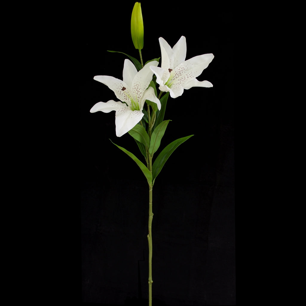 Casablanca Lily - Double Head