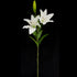 Casablanca Lily - Double Head