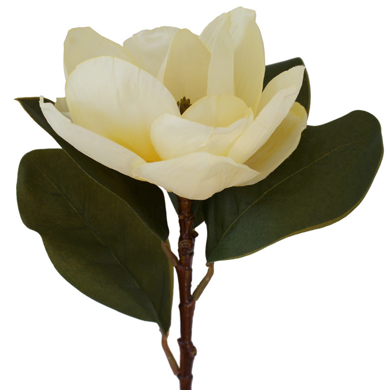 Magnolia Grandiflora Cream 73cm
