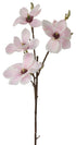 Magnolia - Traditional Milky Way White Pink