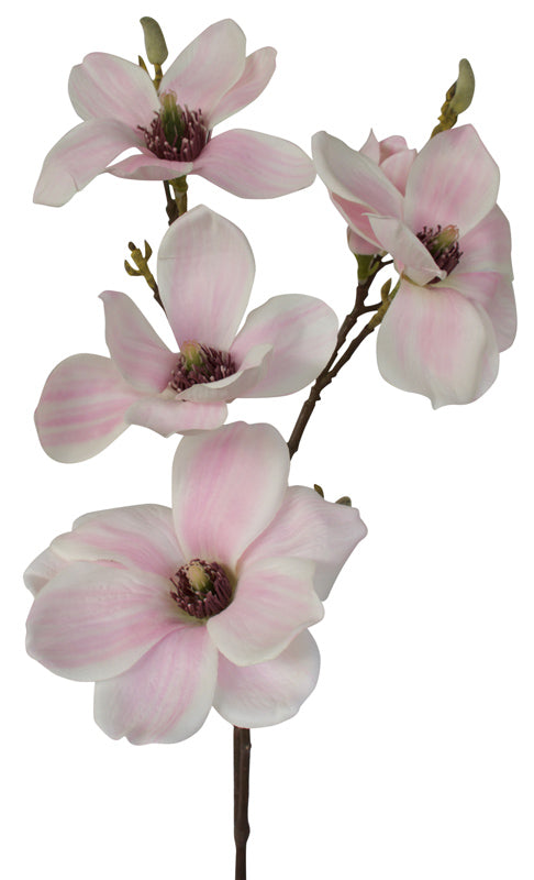 Magnolia - Traditional Milky Way White Pink