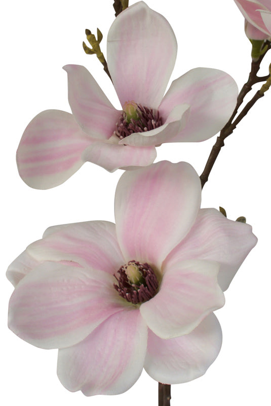 Magnolia - Traditional Milky Way White Pink