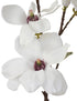 Magnolia - Traditional Southern White